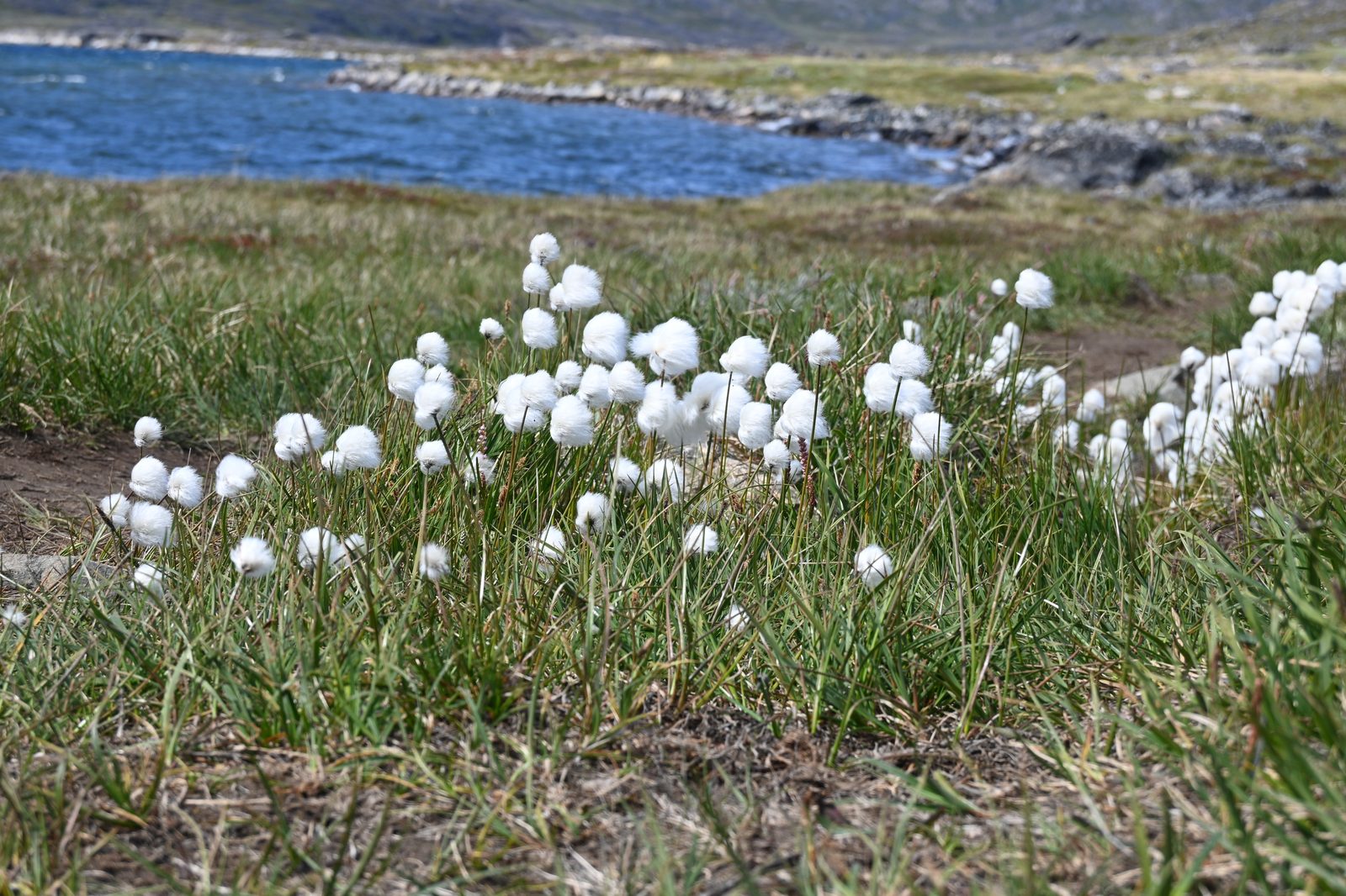 DSC_7169.JPG